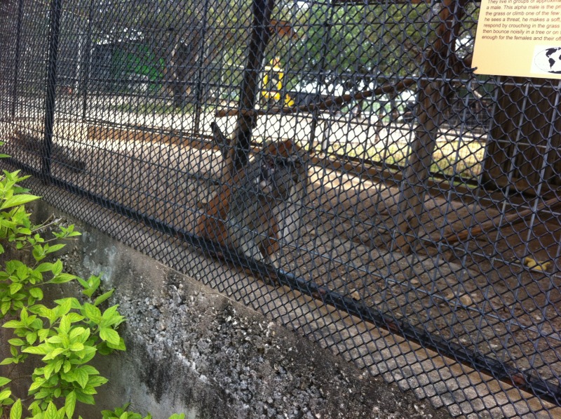2012-04-09-04-Austin Zoo with Ian.jpg